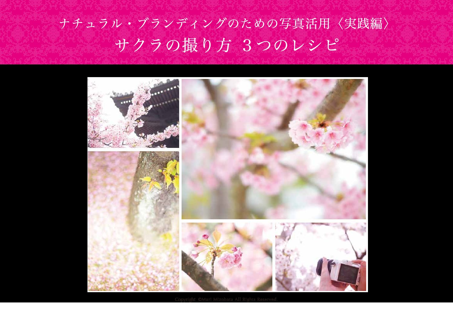 sakura3step2020